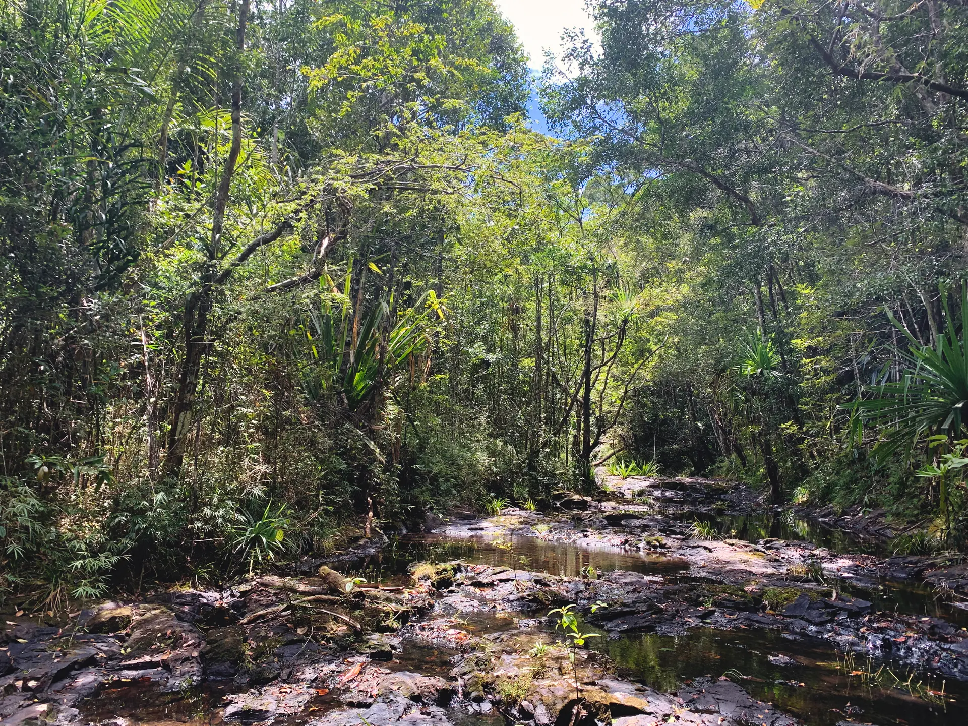 A stream running through dense rainforest