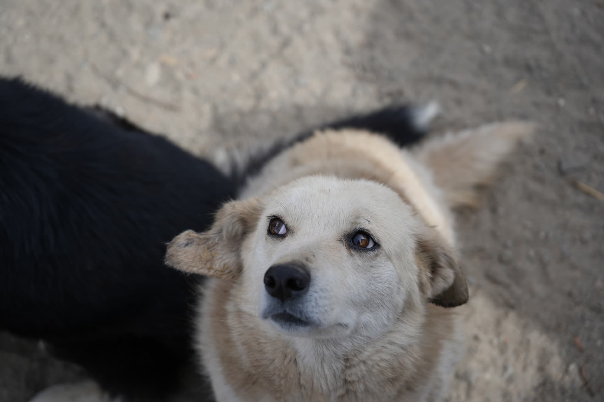 A free-roaming dog looking up at the camera