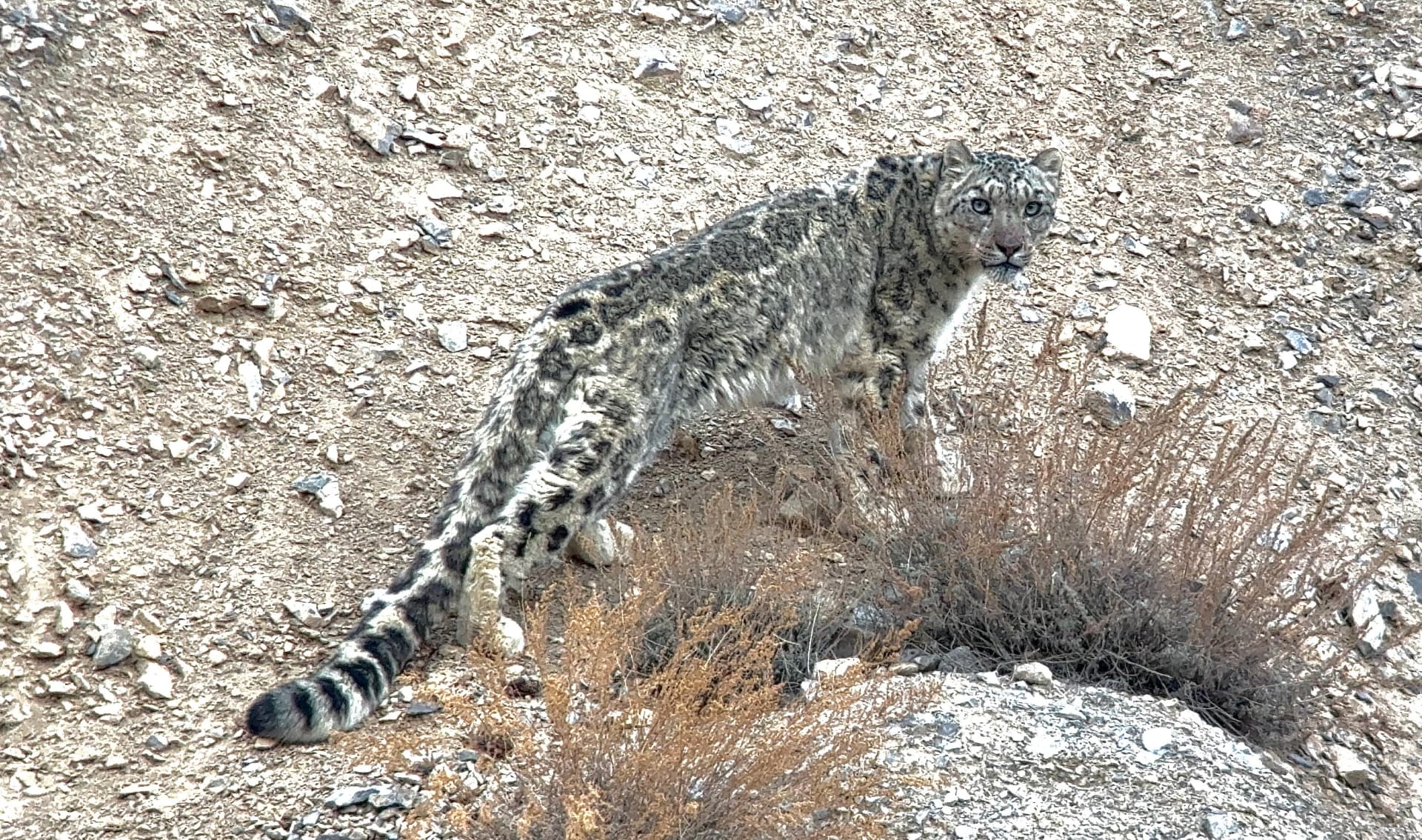A snow leopard on a rocky Himalayan slope