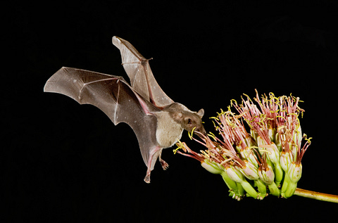A nectar-feeding bat pollinating an agave flower at night