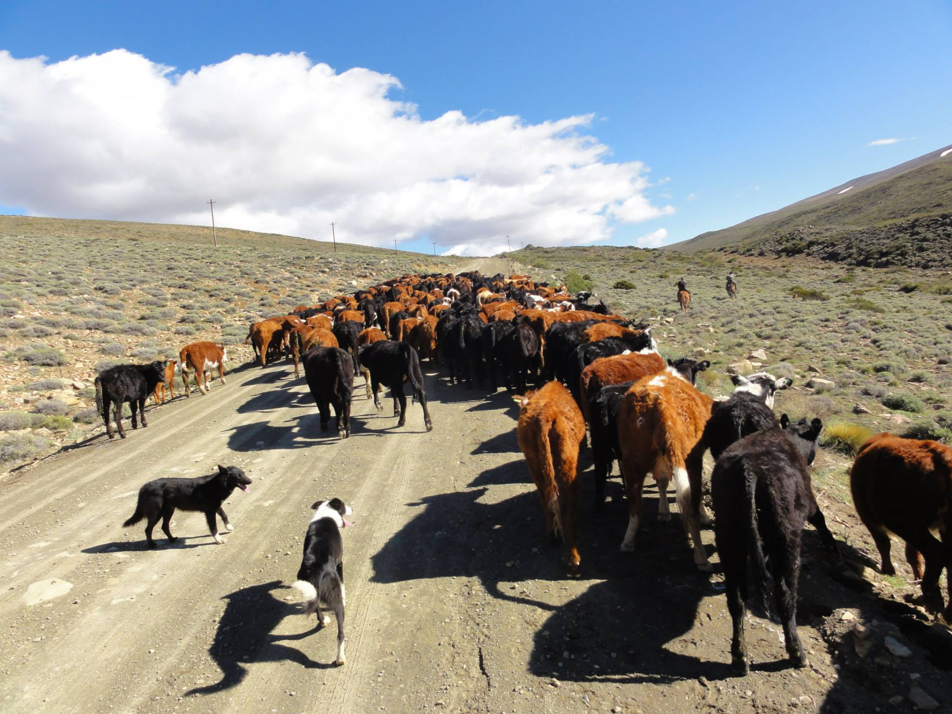 Caroline Bulstra on a cattle drive along a mountain road in Patagonia with two herding dogs