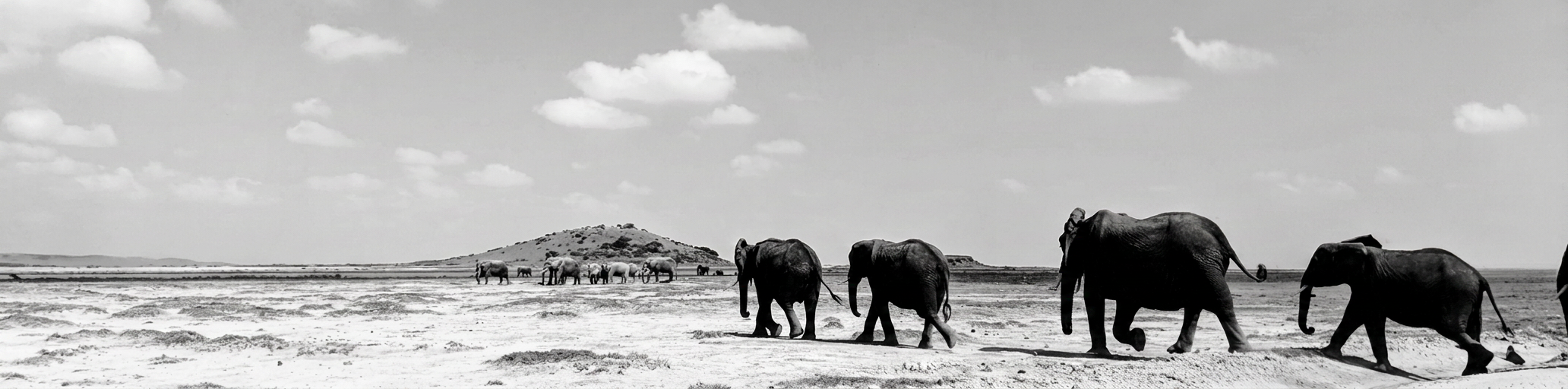 A herd of elephants walking across a dry, open landscape